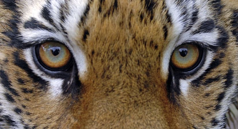 THE AMUR TIGER PROGRAMME