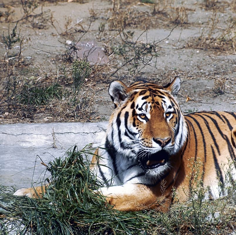 THE AMUR TIGER PROGRAMME