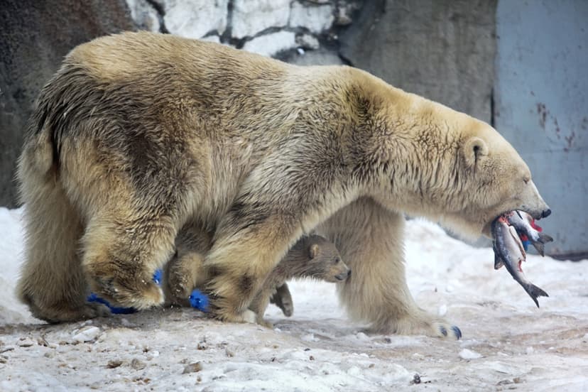 THE POLAR BEAR PROGRAMME