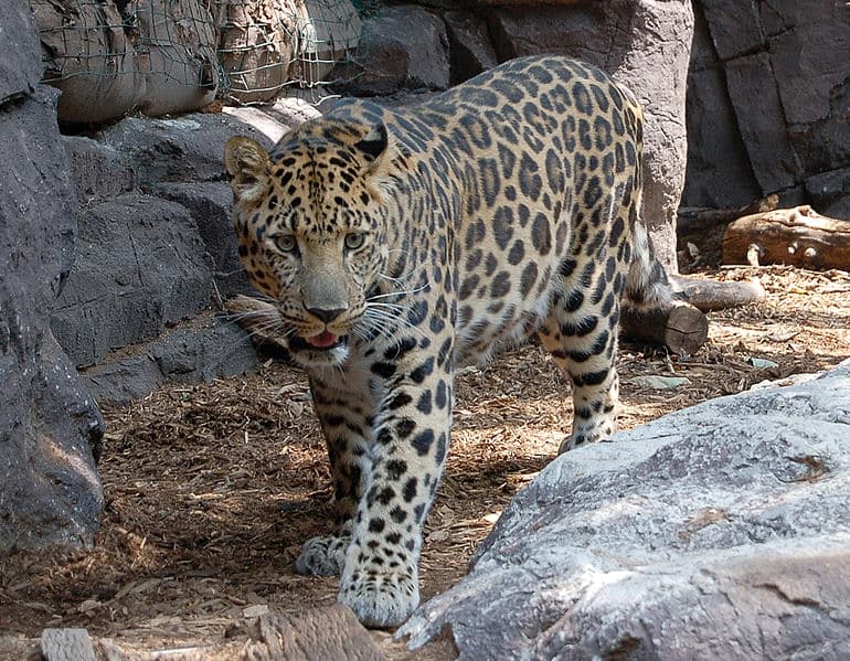 THE FAR EASTERN LEOPARD PROGRAMME