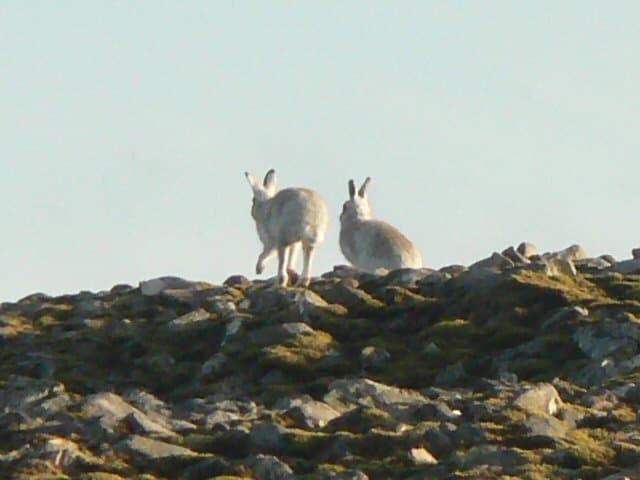 Queen's estate accused of mass killing mountain hares - Rob Edwards