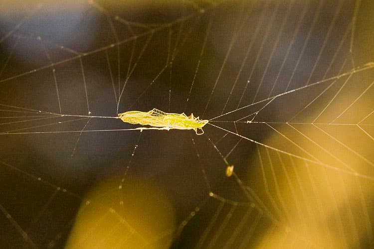 Out to Space: Stuck in the Food Chain