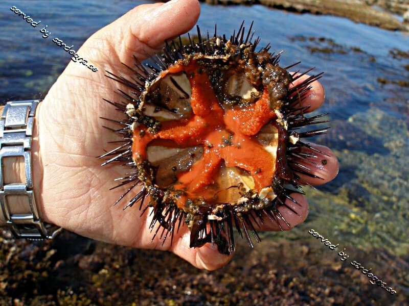 Sardinia food wine
