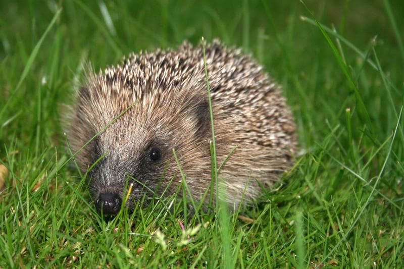 Hedgehog 08