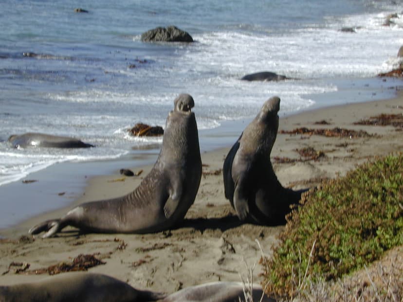 File:Elephant seal fight Part-1.jpg - Wikimedia Commons