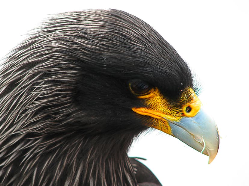 Striated Caracara (Johnny Rook) | an almost extinct bird of … | Flickr