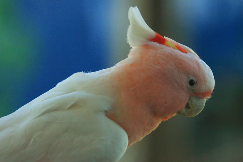 Australian wildlife 0059 | Major Mitchell's or Pink Cockatoo… | Flickr
