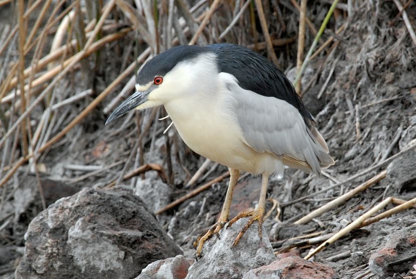 Black-crowned Night Heron (Nycticorax nycticorax) DSC_0109… | Flickr