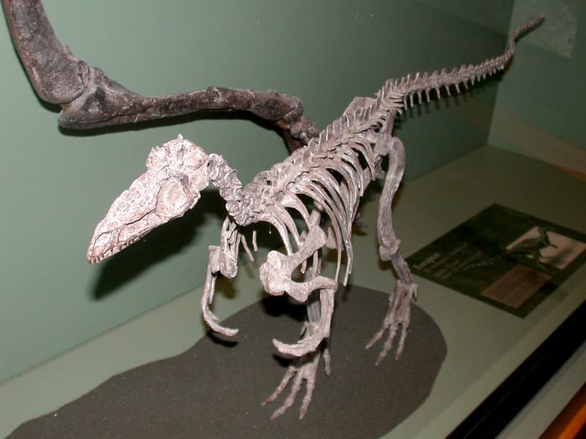 Eoraptor | On display at the Museum of Aincient Life, Lehi, … | Flickr