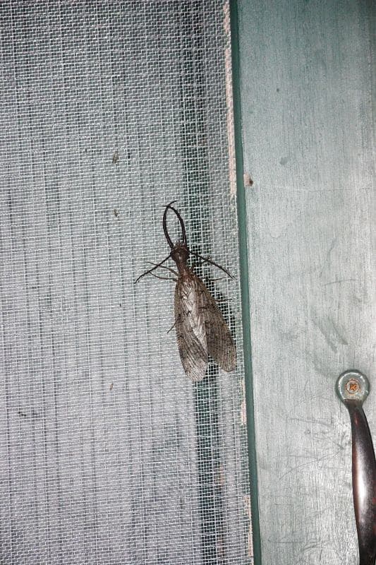 Dobsonfly (Corydalus sp.) Male | Dobsonflies are large (can … | Flickr