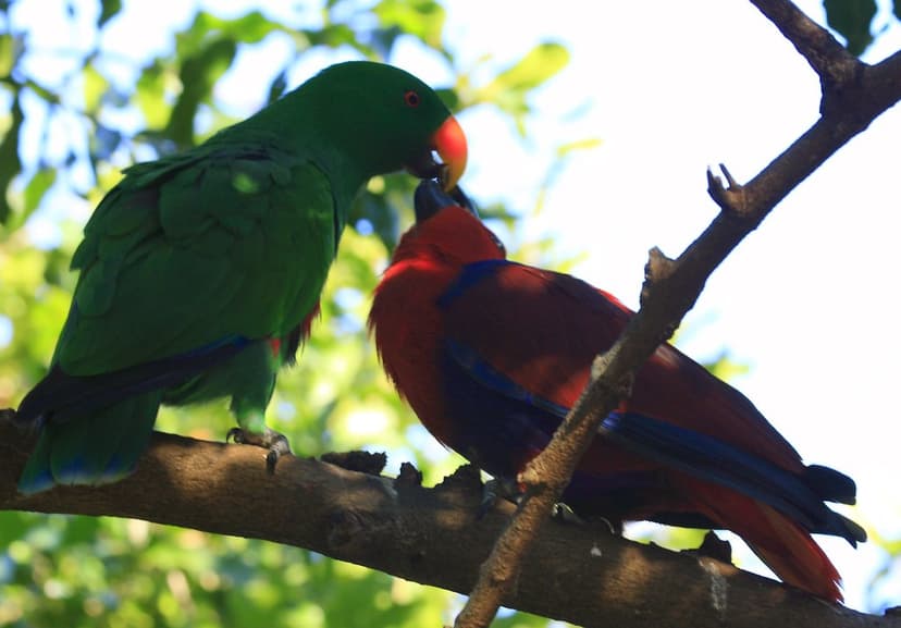 Australian wildlife 0069 | Eclectus parrot Common name: Ecle… | Flickr