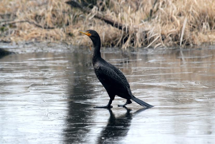 Double-crested Cormorant (Phalacrocorax auritus) on Ice DS… | Flickr