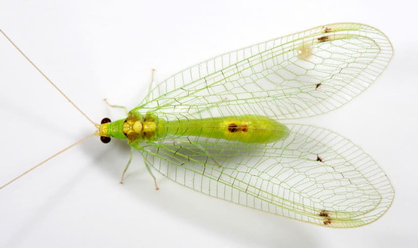 Green Lacewing | A distinctively-marked Green Lacewing, whic… | Flickr