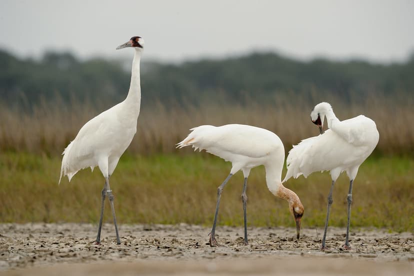 Whooping cranes at Aransas NWR | A whooping crane (Grus amer… | Flickr