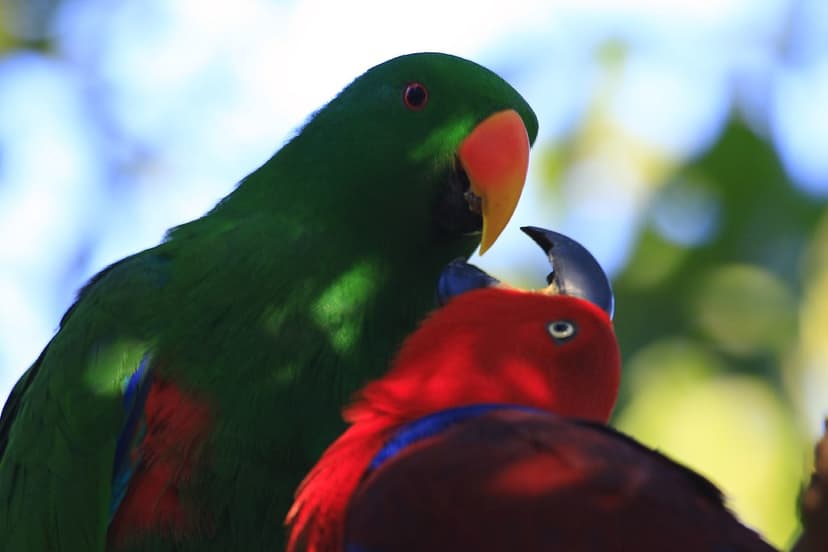 Australian wildlife 0068 | Eclectus parrot Common name: Ecle… | Flickr