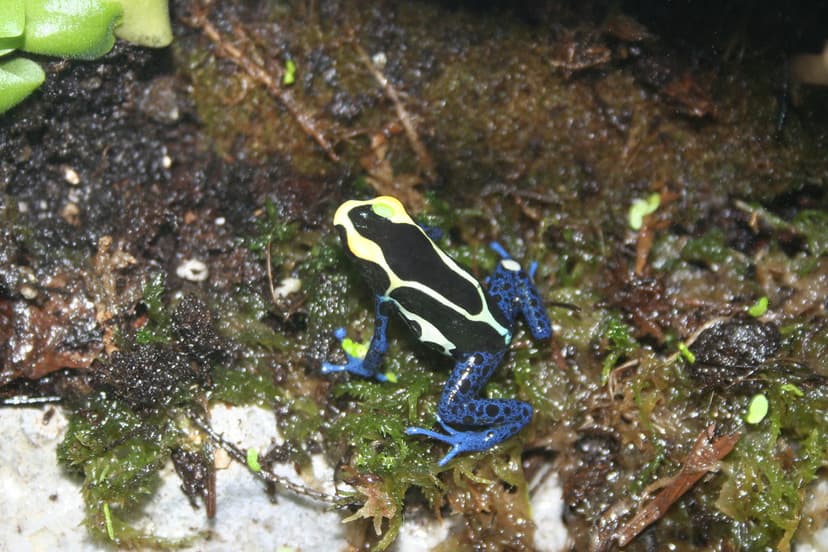 Dyeing poison frog (Dendrobates tinctorius Cobalt) | Flickr