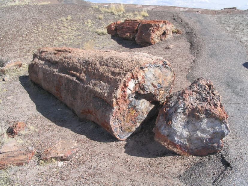 Petrified Wood, Crystal Forest, Petrified Forest National … | Flickr