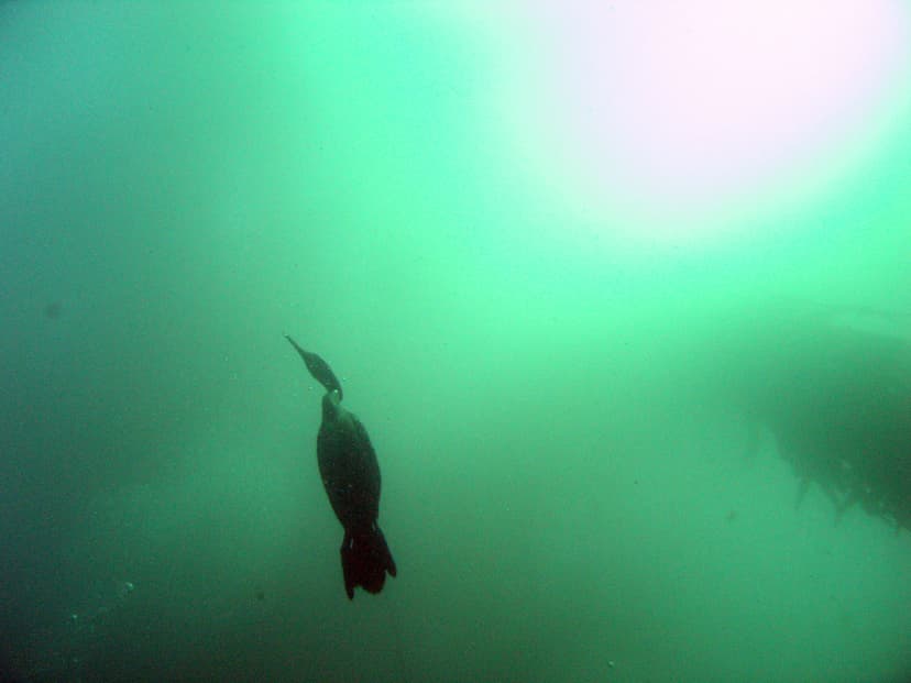 North Monastery Cormorant, Monterey | Comorant in the water … | Flickr