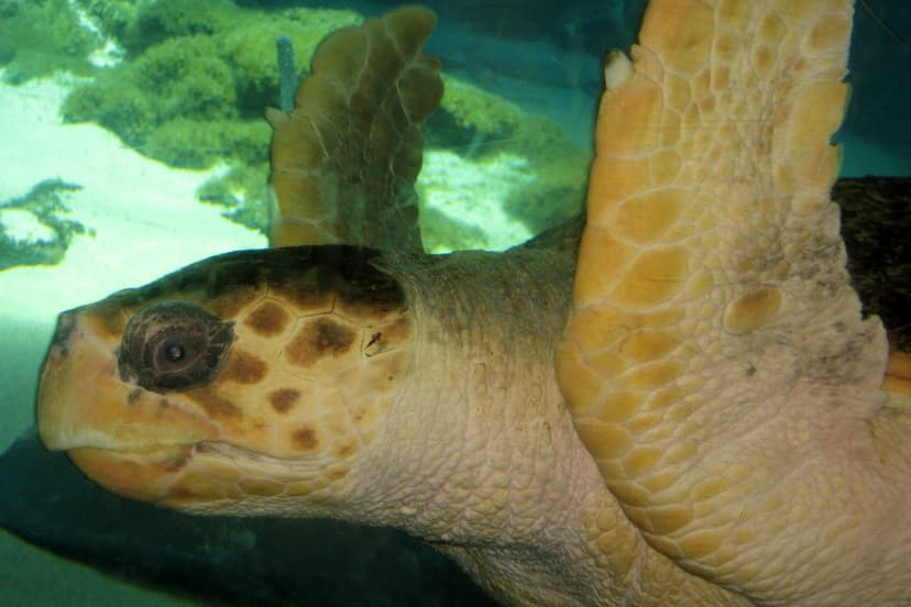 NYC - Brooklyn - Coney Island: NY Aquarium - Hawksbill tur… | Flickr