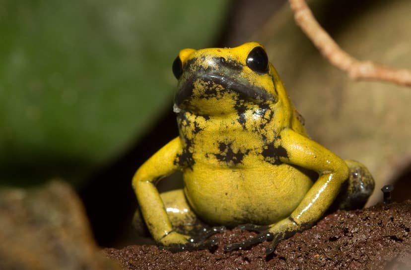 Phyllobates terribilis, the Golden Poison Frog | Phyllobates… | Flickr