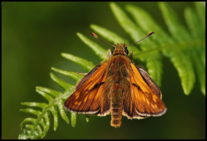 Large Skipper (Ochlodes venata) | On the way up the ladder | Flickr