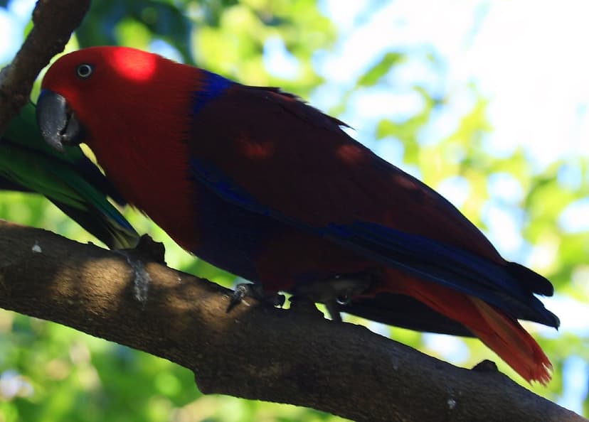 Australian wildlife 0067 | Eclectus parrot Common name: Ecle… | Flickr