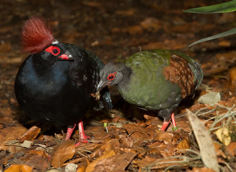 Crested Wood Partridge, Rollulus rouloul | The Crested Wood … | Flickr
