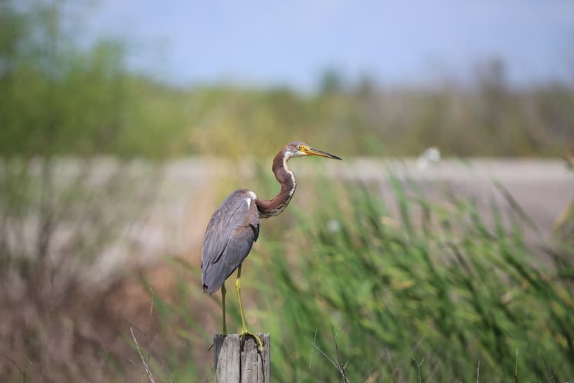 TRICOLORED HERON #2 | FIELD MARKS-long,slender yellow bill w… | Flickr