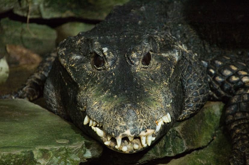 Scary Croco | An especially evil looking crocodile. The phot… | Flickr