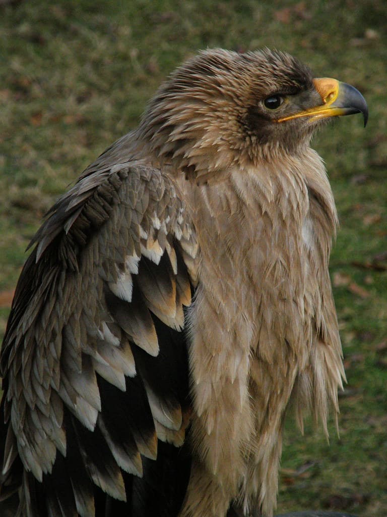 Aquila Nipalensis (Steppe Eagle / Steppenarend) | juvenile /… | Flickr