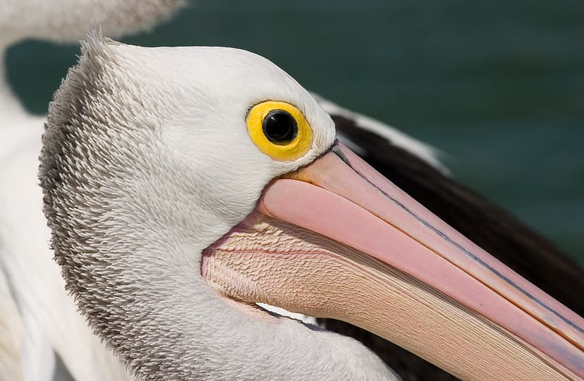 Pelicans Eye-01+ | Pelican Eye-ing Photographer | John | Flickr