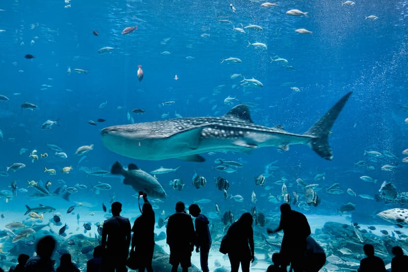 Whale shark at Georgia Aquarium | Whale shark at Georgia Aqu… | Flickr