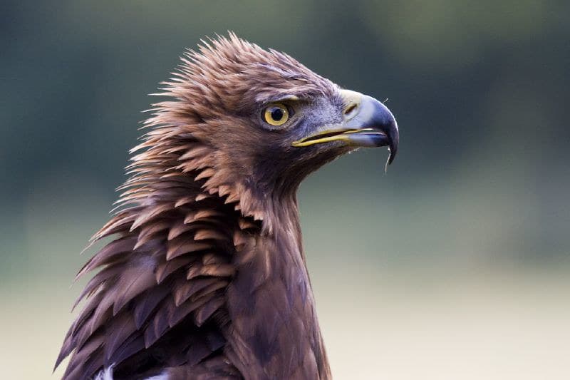 Golden Eagle having a 'bad hair' day | Brian Scott | Flickr