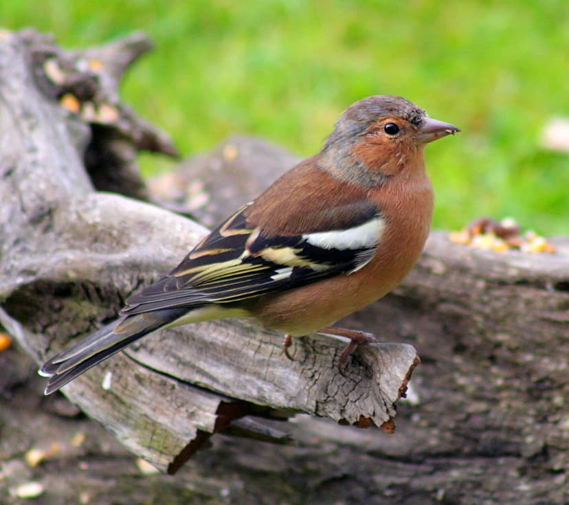 Chaffinch | This male chaffinch has spent this morning potte… | Flickr