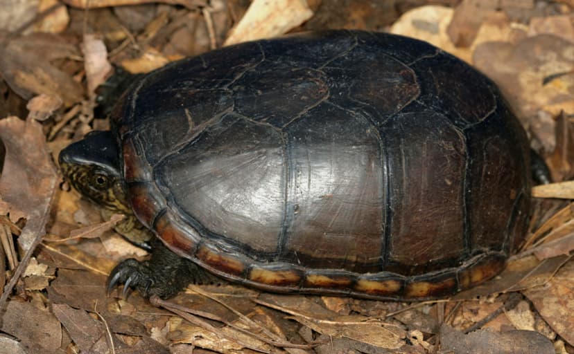 Eastern Mud Turtle | The domed shell is distinctive for this… | Flickr