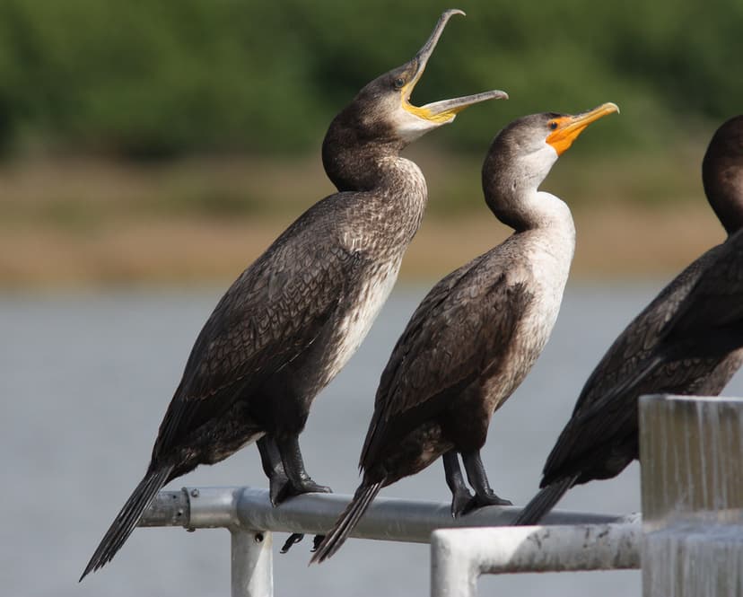 Great Cormorant with Double-crested Cormorants | Lifer and r… | Flickr
