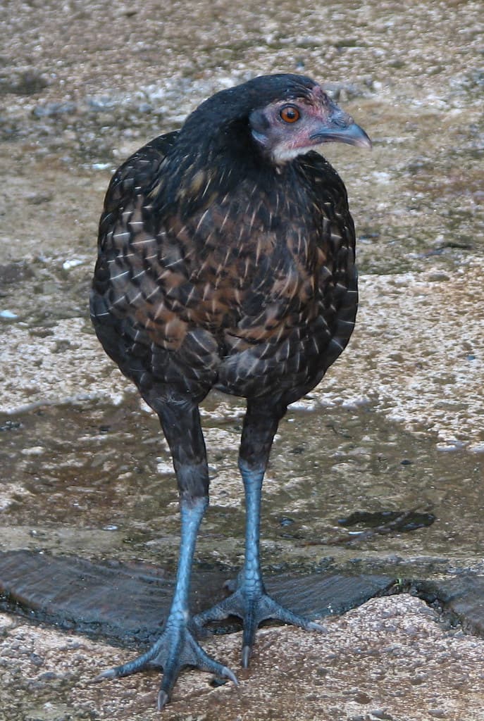 Polynesian Chicken (take one pineapple, 1 cup teriyaki sau… | Flickr