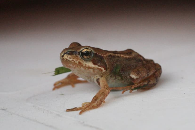 Froglet | Amphibia, Anura, Ranidae, Rana temporaria. Taken i… | Flickr