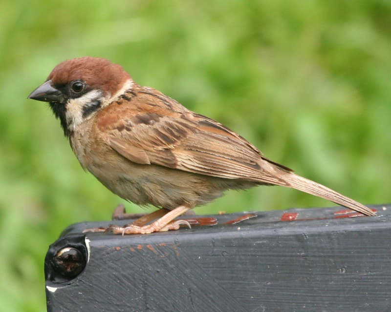 Eurasian Tree Sparrow (Passer montanus malaccensis) | Flickr