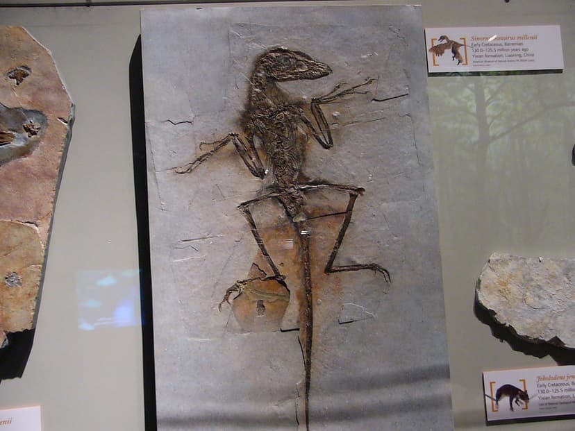 Feathered dinosaur nicknamed "Dave" | The tiny drawing (note… | Flickr