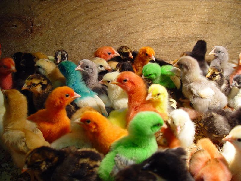 Diversity Clucks | This was taken on the day before Easter 2… | Flickr