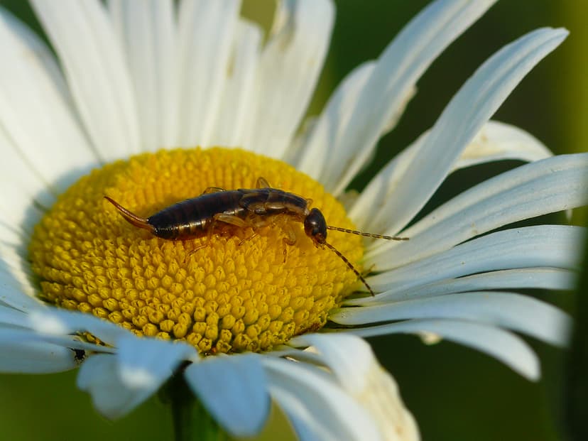 European Earwig (Forficula auricularia) | I found this Earwi… | Flickr