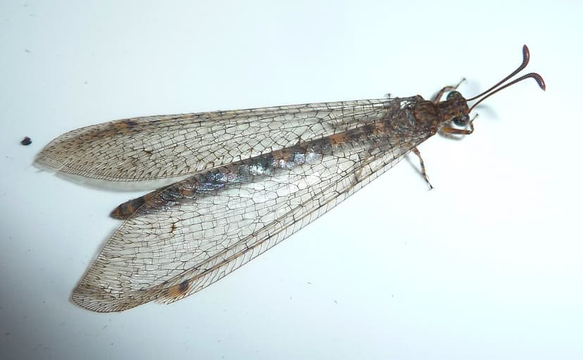 Antlion. Distoleon annulatus. (Neuroptera. Myrmeleontidae)… | Flickr
