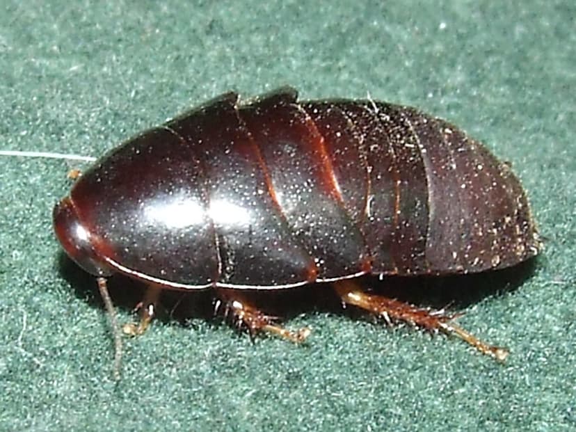 Blaberidae>Pycnoscelus surinamensis Surinam cockroach 1117… | Flickr