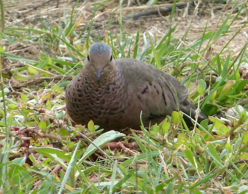 Common Ground Dove. Columbina passerina | Cayo Coco, Cuba ...