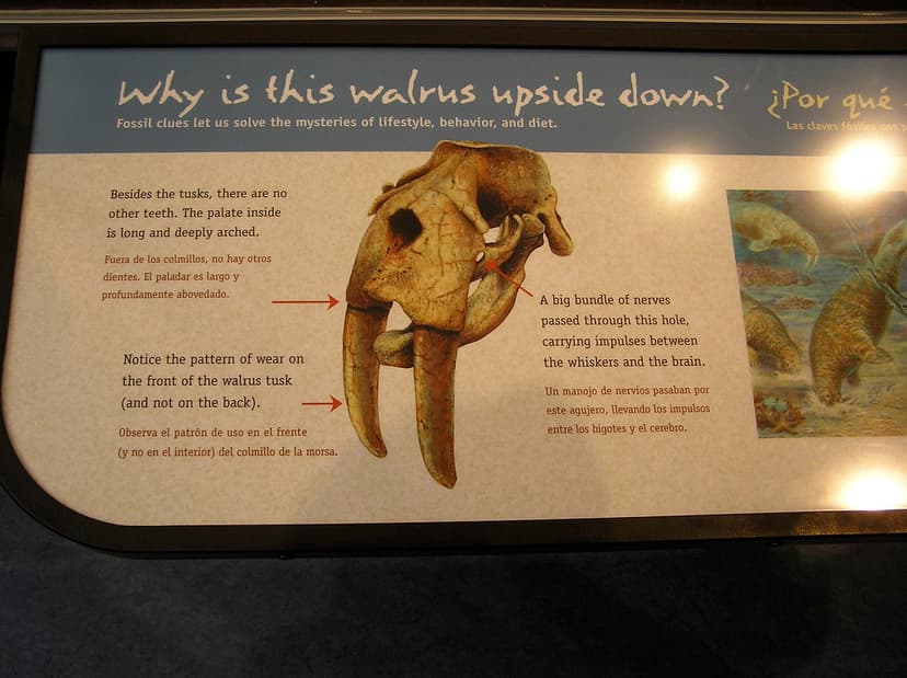 Walrus fossil information | SoCalFan | Flickr
