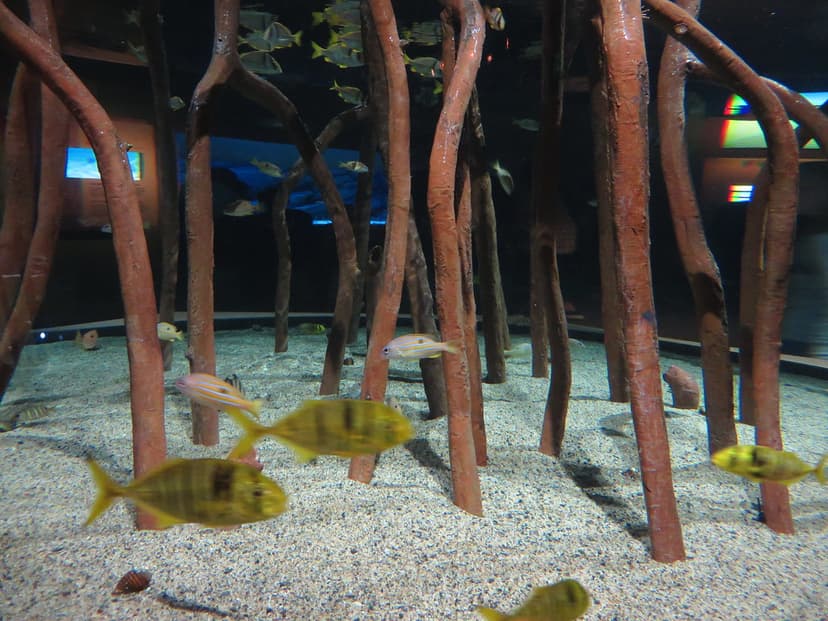 Monterey Bay Aquarium, Monterey, California | Monterey Bay A… | Flickr