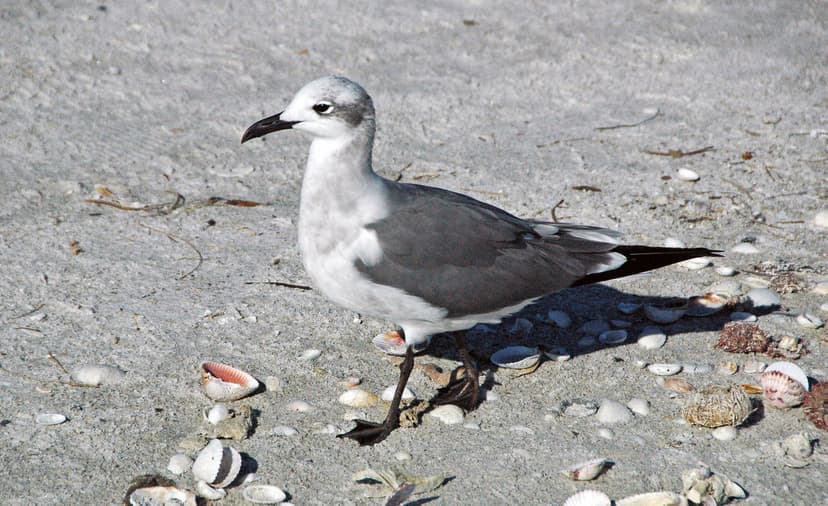 Leucophaeus atricilla atricilla (laughing gull) (Sanibel I… | Flickr