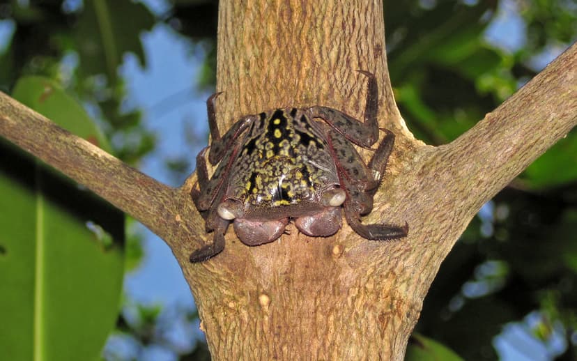 Aratus pisonii (mangrove tree crab) (Sanibel Island, Flori… | Flickr
