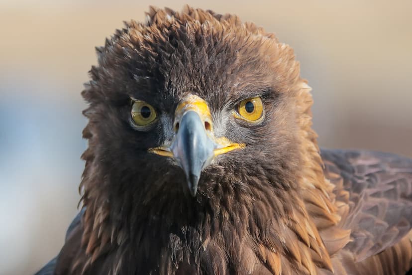 Eyes of an eagle | Nova, a 16-year-old golden eagle, gazes a… | Flickr